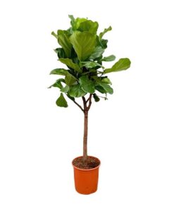 Ficus Lyrata boom – 180cm – ⌀30