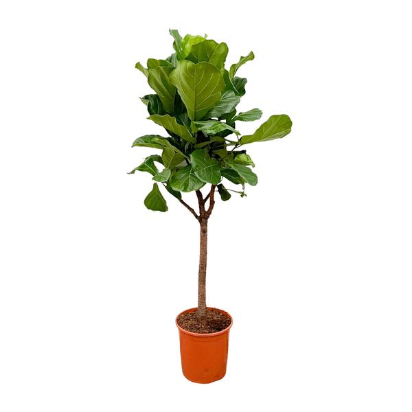 Ficus Lyrata boom – 180cm – ⌀30