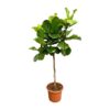 Ficus Lyrata boom XXL – 210 cm – ø40