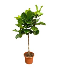 Ficus Lyrata boom XXL – 210 cm – ø40