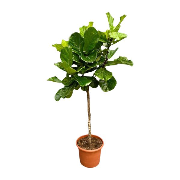 Ficus Lyrata boom XXL – 210 cm – ø40