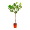 Ficus Lyrata boom XXXL – 300cm – ø55