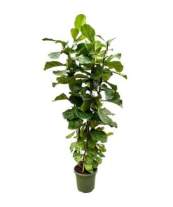 Ficus Lyrata struik XL – 230cm – ø40