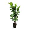 Ficus Lyrata vertakt – 180cm – ⌀30