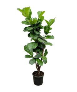 Ficus Lyrata vertakt – 180cm – ⌀30