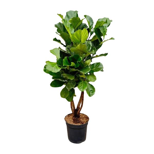 Ficus Lyrata vertakt XL – 200cm – ø32