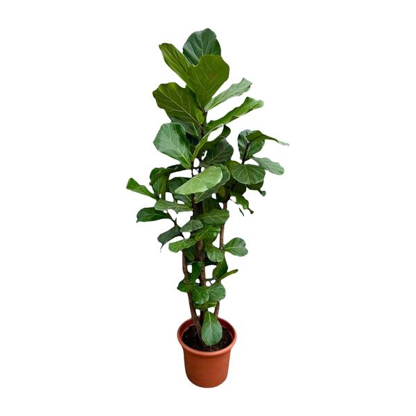 Ficus Lyrata vertakt XXL – 230cm – ø40