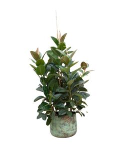 Ficus Robusta vertakt – 150 cm – ø38