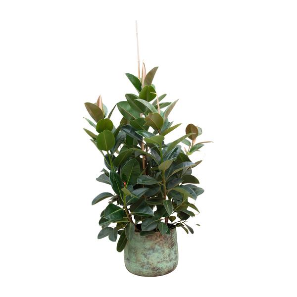 Ficus Robusta vertakt – 150 cm – ø38