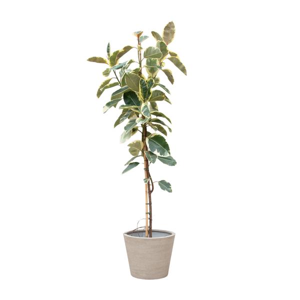 Ficus Tineke Op Stam – 220cm – ø30