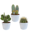 Kakteenmischung 10,5 cm – 3x – in witte pot