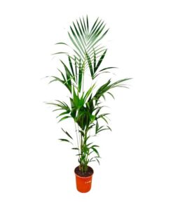 Kentia palm – 180cm – ⌀24