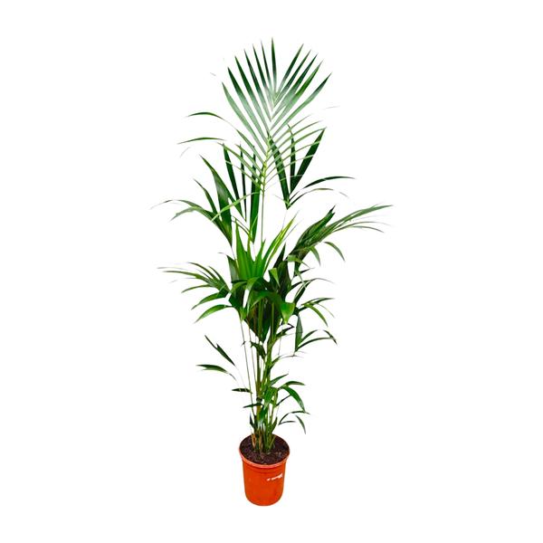 Kentia palm – 180cm – ⌀24