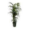 Kentia palm – 230 cm – ø38