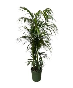 Kentia palm – 230 cm – ø38