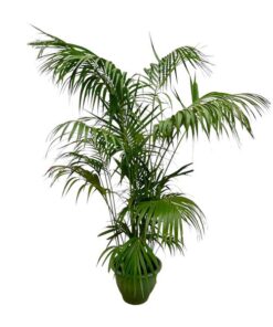 Kentia Palm XXL – 260cm – ø35