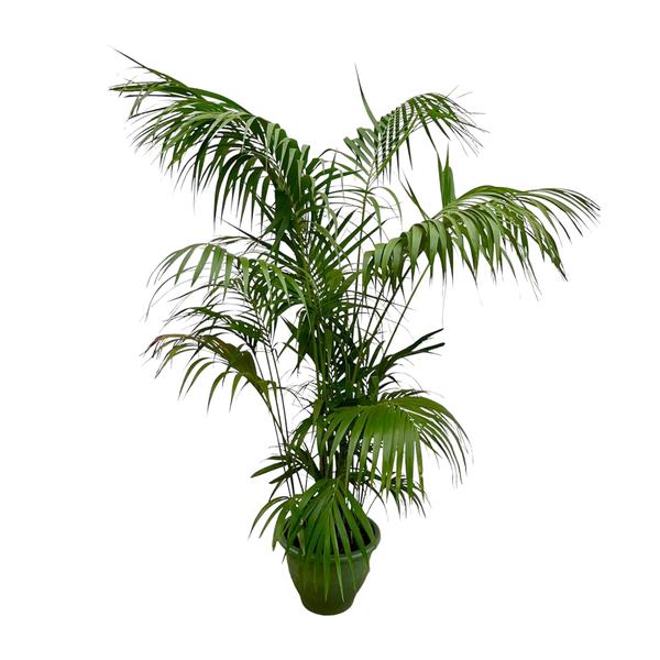 Kentia Palm XXL – 260cm – ø35