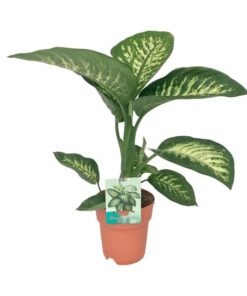 Dieffenbachia Seguine Tropic Snow – Ø19cm – ↕70cm