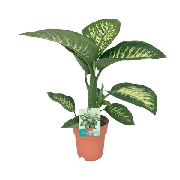 Dieffenbachia Seguine Tropic Snow – Ø19cm – ↕70cm