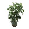 Schefflera Amate XL – 250 cm – ø50