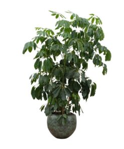 Schefflera Amate XL – 250 cm – ø50