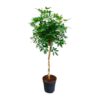 Schefflera op stam – 180cm – ø34