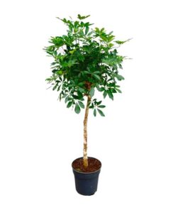 Schefflera op stam – 180cm – ø34