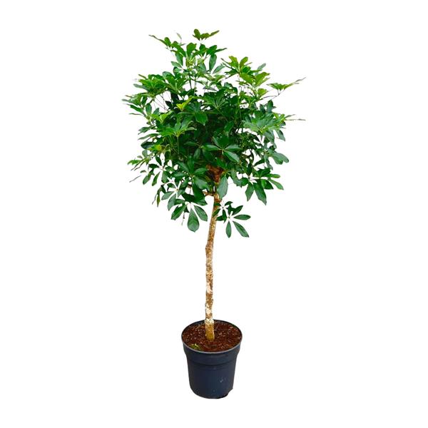 Schefflera op stam – 180cm – ø34