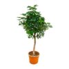 Schefflera op stam – 225cm – ø45