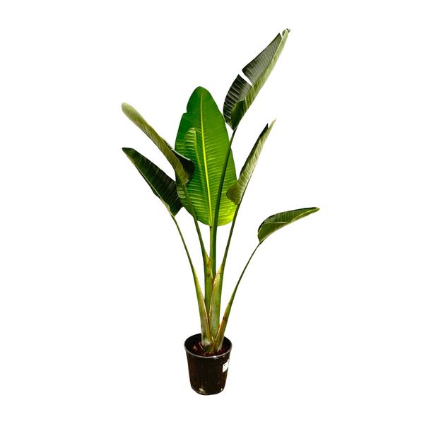 Strelitzia Augusta – 180cm – ⌀30