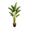 Strelitzia Augusta – 250cm – ⌀45