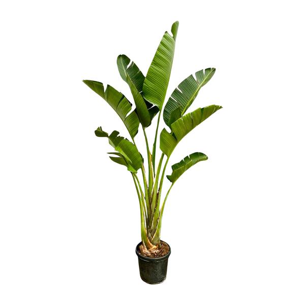 Strelitzia Augusta – 250cm – ⌀45