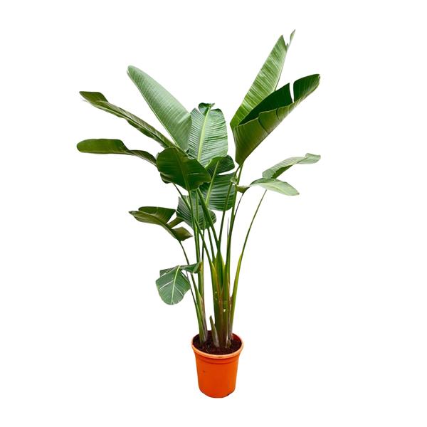 Strelitzia Augusta de luxe XXL – 250cm – ø38