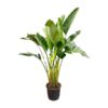 Strelitzia Augusta multi stam – 200cm – ø30