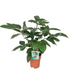 Schefflera Actinophylla Emerald Green – Ø19cm – ↕75cm