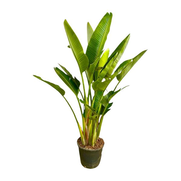 Strelitzia Augusta multi stam XXL – 225 cm – ø40