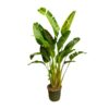 Strelitzia Augusta multi stam XXL – 250 cm – ø50