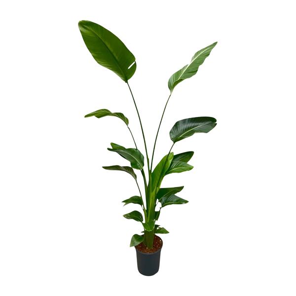 Strelitzia Nicolai – 170 cm – ⌀30