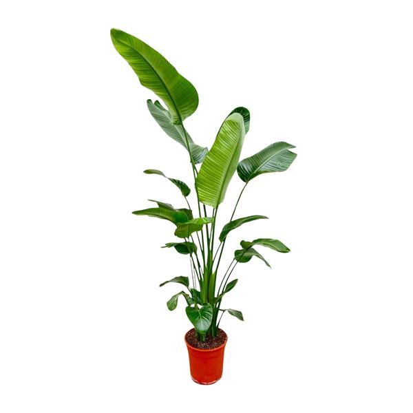 Strelitzia Nicolai – 200 cm – ø27