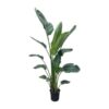 Strelitzia Nicolai XXL – 225 cm – ø27