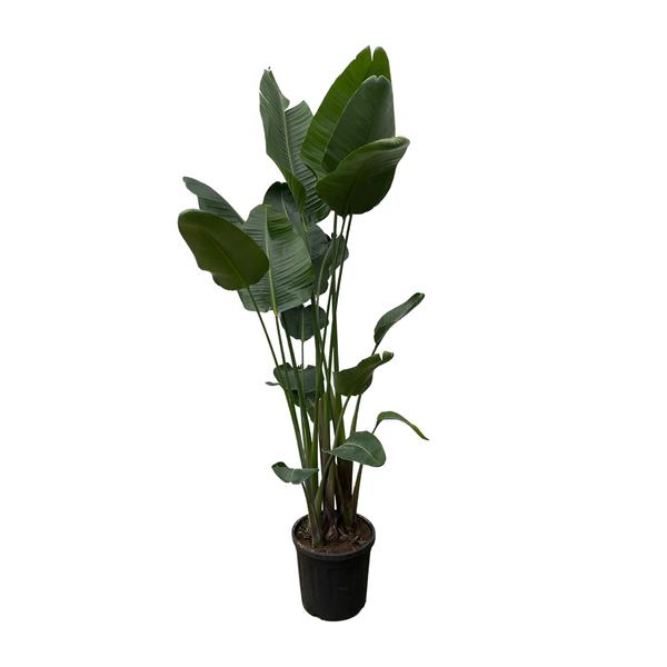 Strelitzia Nicolai XXL – 250 cm – ø50