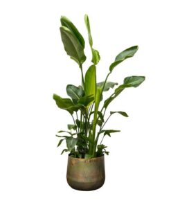 Strelitzia Nicolai de luxe XXL – 250cm – ø40