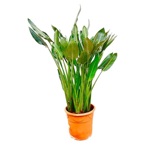 Strelitzia Reginae XL – 160cm – ⌀30