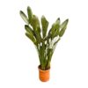 Strelitzia Reginae XL – 180cm – ø50