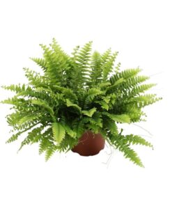 Nephrolepis Boston Green Moment – Ø12cm – ↕20cm