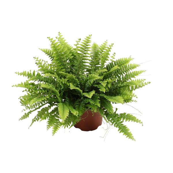 Nephrolepis Boston Green Moment – Ø12cm – ↕20cm