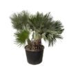 Chamaerops Humilis compact – 120cm – ø80