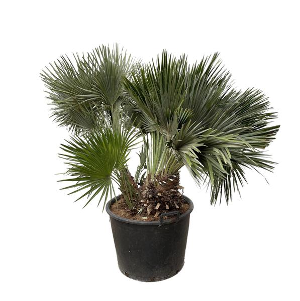 Chamaerops Humilis compact – 120cm – ø80