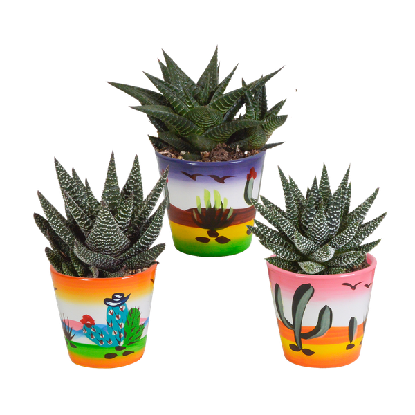 Gasteria/Haworthia-Mischung 8,5cm – 3x – in Mexicaanse pot