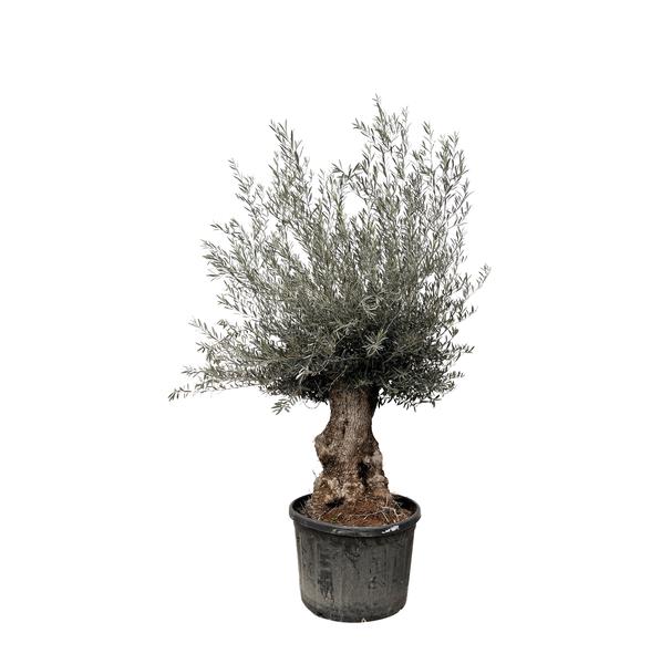 Olea Europaea Bonsai – 225cm- Ø80